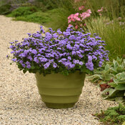 ageratum_monarch_magic_container_container.jpg