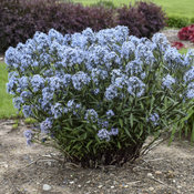 'Storm Cloud' Amsonia