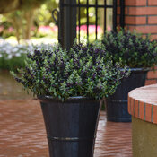 angelonia_angelflare_black_container_container.jpg