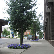 annarbor039.jpg