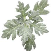 Quicksilver™ - Dusty Miller