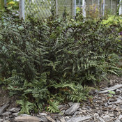 'Crested Surf' - Crested Japanese Painted Fern - Athyrium niponicum