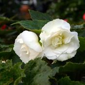 Nonstop® White - Tuberous Begonia - Begonia x tuberhybrida