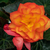 begonia_nonstop_fire_20beg-12376.jpg