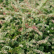 Sunjoy Sequins barberry foliage turns pink