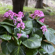 'Miss Piggy' Bergenia