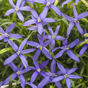 Beth's Blue® - Star Flower - Isotoma axillaris