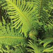 'Silver Lady' - Tree Fern  - Blechnum gibbum