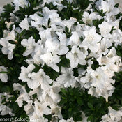 Bloom-A-Thon White Rhododendron (azalea)