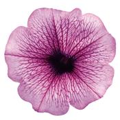 blossompetunia08.jpg