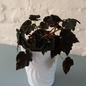 Bold Belles™ Black Velvet - Bower's Begonia - Begonia