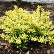 Brass Buckle Ilex  Spring Meadow - wholesale liners - Spring Meadow Nursery