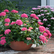 Cityline Paris Hydrangea