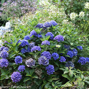 Cityline® Venice - Bigleaf Hydrangea - Hydrangea macrophylla