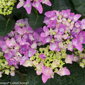 cityline_venice_hydrangea-0081.jpg