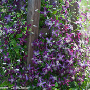 Clematis 'Sweet Summer Love'