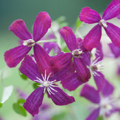 Clematis 'Sweet Summer Love'