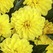 dahlia_virtuoso_dayglo_yellow_tag.jpg