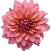 dahlia_virtuoso_pinkerific_macro_02.jpg