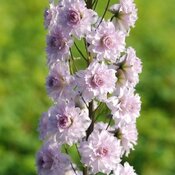 delphinium_highlander_cha_cha.jpg