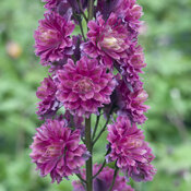 delphinium_highlander_flamenco.jpg