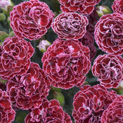 Fruit Punch® 'Cherry Vanilla' - Pinks - Dianthus hybrid