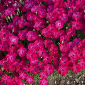 'Paint the Town Red' - Pinks - Dianthus hybrid | Proven Winners