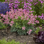 'Pink Diamonds' - Fern-leaved Bleeding Heart - Dicentra hybrid