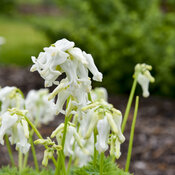 Dicentra White Diamonds image