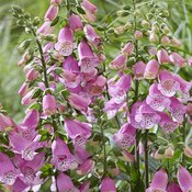 digitalis_pink_panther.jpg