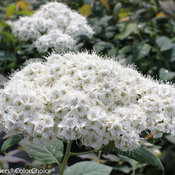 Double Play Blue Kazoo Spirea