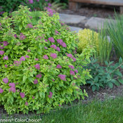 Double Play Gold Spirea