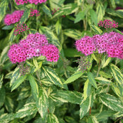 double_play_painted_lady_spirea_foliage.jpg