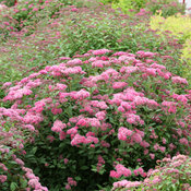 Double Play® Pink - Spirea - Spiraea japonica