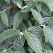 Emerald Envy® - Lantanaphyllum Viburnum - Viburnum x rhytidophylloides
