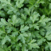 Flat Italian Parsley - Petroselinum neapolitanum