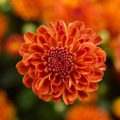 Gigi Orange Garden Mum - Chrysanthemum grandiflorum