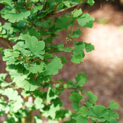 A close view of bright green fan shaped foliage on Skinny Fit ginkgo.