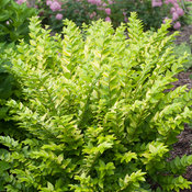 Golden Ticket® - Privet - Ligustrum x vicaryi