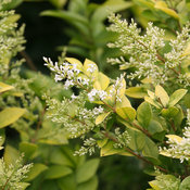 golden_ticket_ligustrum-6922.jpg