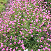 gomphrena_pulchella_truffula_pink_landscape.jpg