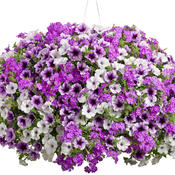 Supertunia® Mini Silver - Petunia hybrid Images | Proven Winners