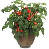 Tempting Tomatoes® Goodhearted® - Solanum lycopersicum