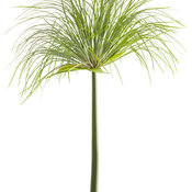 graceful_grasses_prince_tut_cyperus_04.jpg