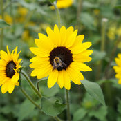 helianthus_08964.jpg