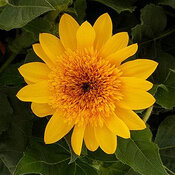 Sunfinity® Double Yellow - Sunflower - Helianthus annuus