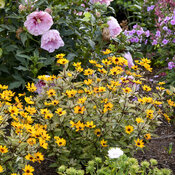 'Touch of Blush' - False Sunflower - Heliopsis helianthoides