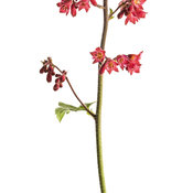 heuchera_dolce_spearmint_03.jpg