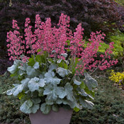 heuchera_spearmint_apj17_9.jpg