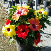 Multiple large tropical hibiscus flowers in different colors on Hollywood Bloom 